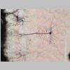 Neuronas Golgi 17.jpg